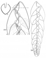 Bolivina pseudopunctata