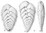 Chromista - Foraminifera (foraminifers)