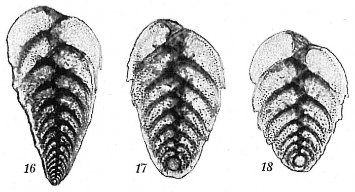 Bolivina robusta Bolivina robusta
