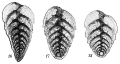 Chromista - Foraminifera (foraminifers)