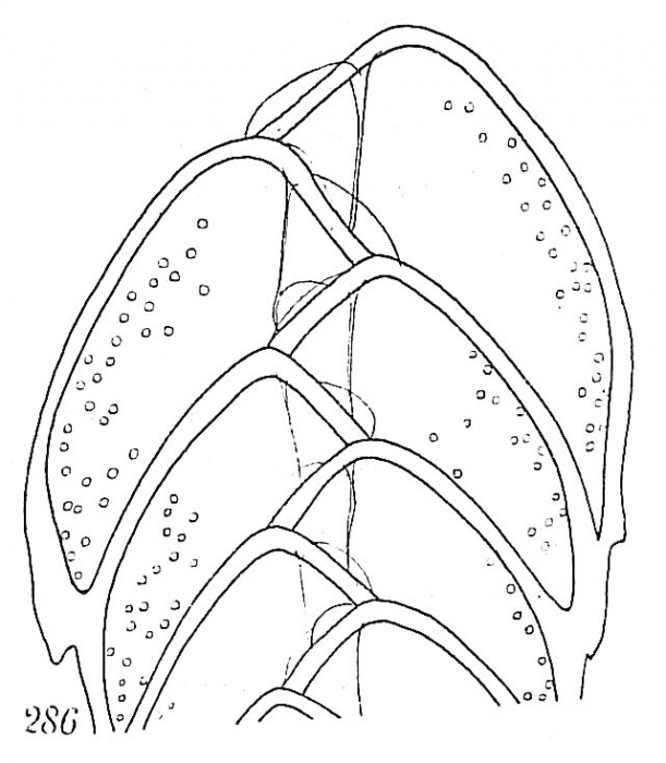 Bolivina spathulata