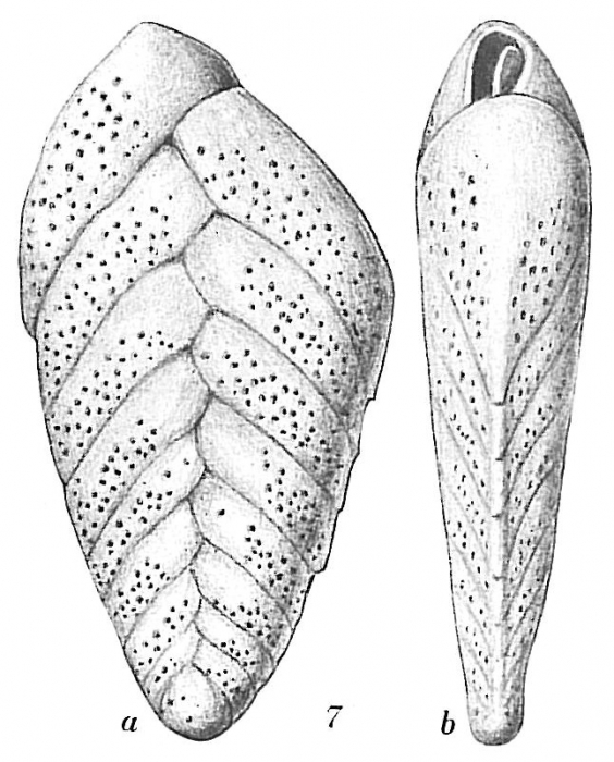 Bolivina spathulata