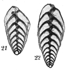 Bolivina spathulata