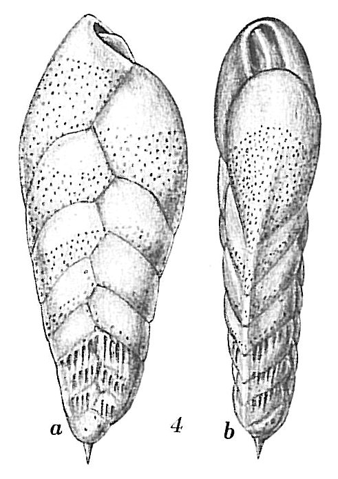 Bolivina striatula Bolivina striatula