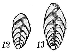 Bolivina vadescens Bolivina vadescens