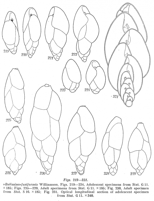 Bulimina fusiformis Bulimina fusiformis