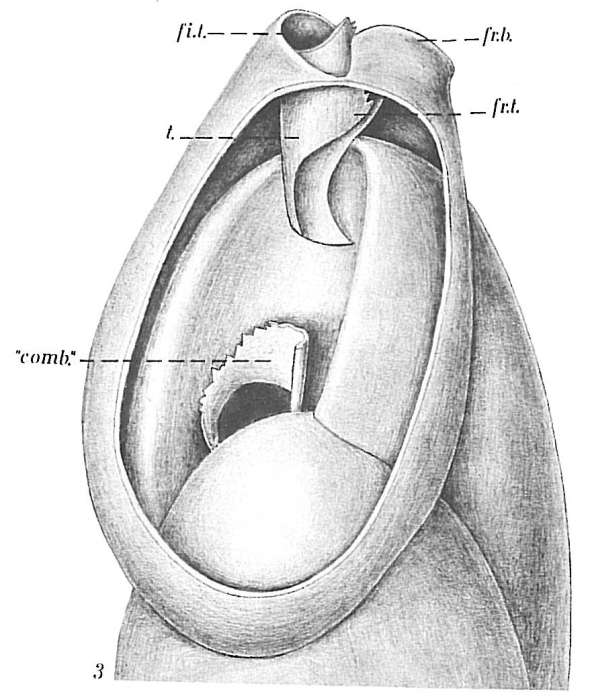 Bulimina fusiformis Bulimina fusiformis