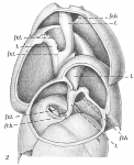 Chromista - Foraminifera (foraminifers)