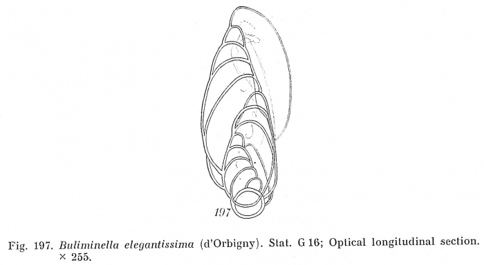 Buliminella elegantissima Buliminella elegantissima