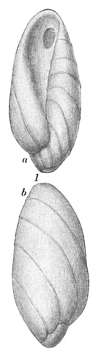 Buliminella elegantissima Buliminella elegantissima