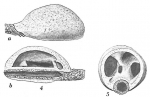 Chromista - Foraminifera (foraminifers)