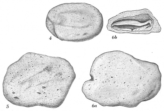 Crithionina granum