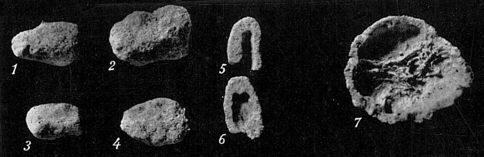 Crithionina granum Crithionina granum
