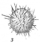 Crithionina pisum hispida
