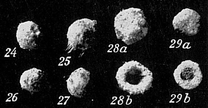 Crithionina pisum hispida Crithionina pisum hispida