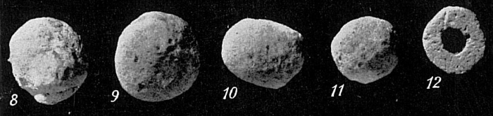 Crithionina pisum Crithionina pisum