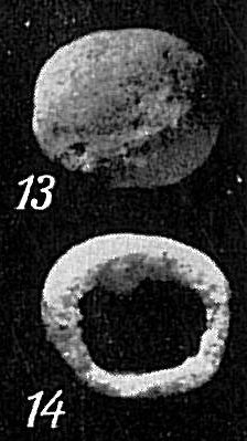 Crithionina pisum Crithionina pisum