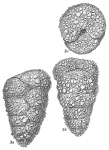 Chromista - Foraminifera (foraminifers)