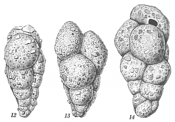 Eggerella scabra Eggerella scabra
