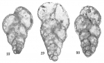 Chromista - Foraminifera (foraminifers)