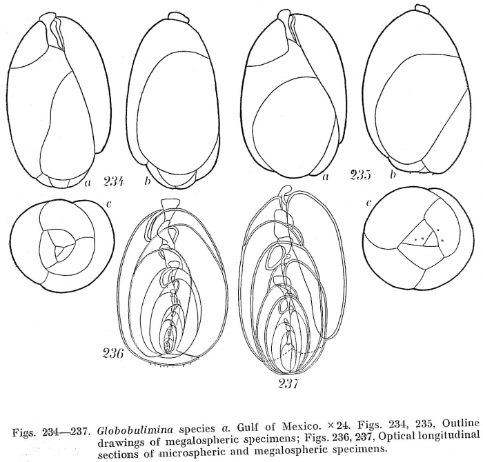 Globobulimina sp. Globobulimina sp.