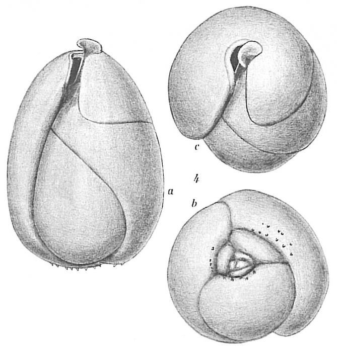 Globobulimina sp.