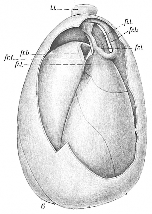 Globobulimina sp. Globobulimina sp.