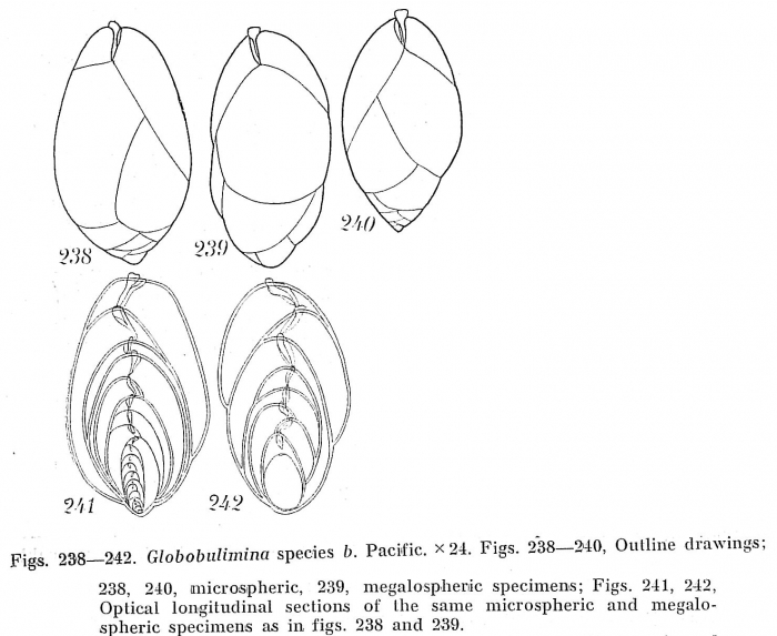 Globobulimina sp. Globobulimina sp.