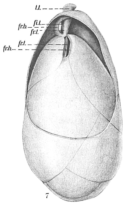 Globobulimina sp. Globobulimina sp.