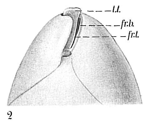 Globobulimina sp.