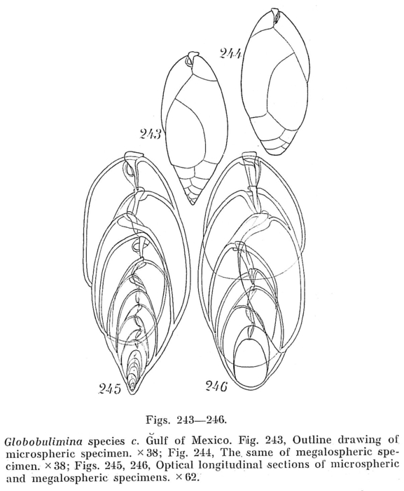 Globobulimina sp. Globobulimina sp.