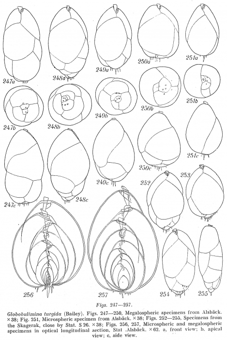 Globobulimina turgida