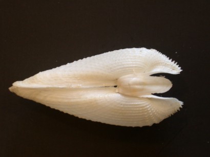 Picture of Barnea candida (Linnaeus, 1758) Picture of Barnea candida (Linnaeus, 1758)