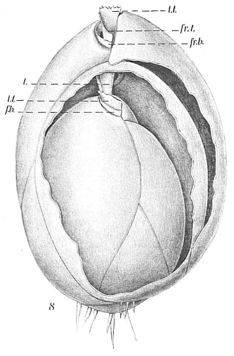 Globobulimina turgida