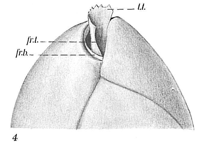 Globobulimina turgida