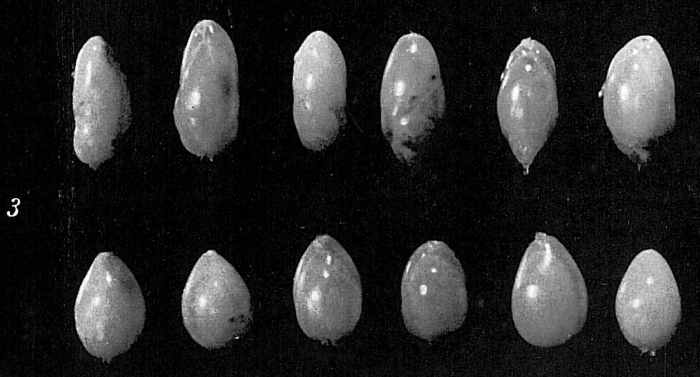 Globobulimina turgida Globobulimina turgida