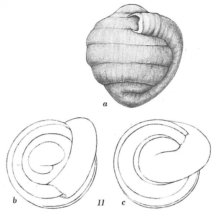 Glomospira charoides