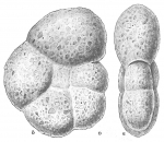 Chromista - Foraminifera (foraminifers)