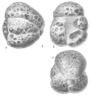 Haplophragmoides glomeratum