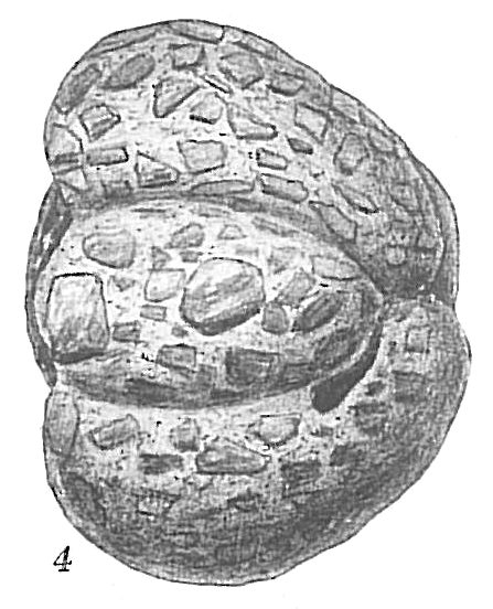 Haplophragmoides glomeratum Haplophragmoides glomeratum