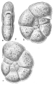 Chromista - Foraminifera (foraminifers)