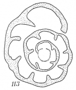 Haplophragmoides pusillum