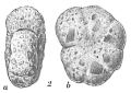 Chromista - Foraminifera (foraminifers)