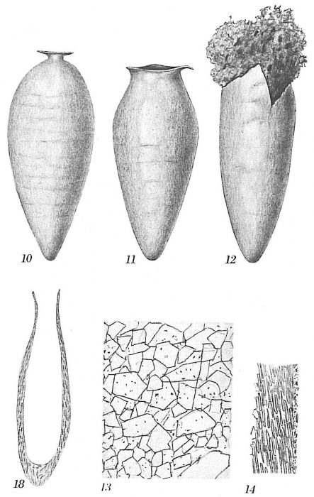 Hippocrepina pusilla Hippocrepina pusilla