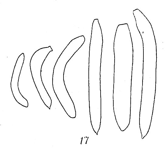 Hippocrepinella alba Hippocrepinella alba