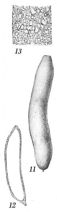 Hippocrepinella alba Hippocrepinella alba