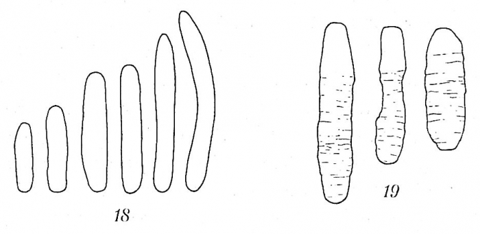 Hippocrepinella hirudinea Hippocrepinella hirudinea