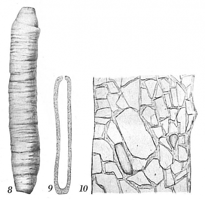 Hippocrepinella hirudinea Hippocrepinella hirudinea