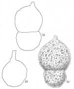 Hormosina globulifera