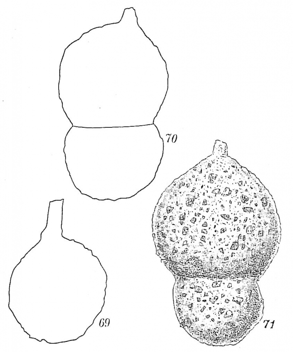 Hormosina globulifera Hormosina globulifera